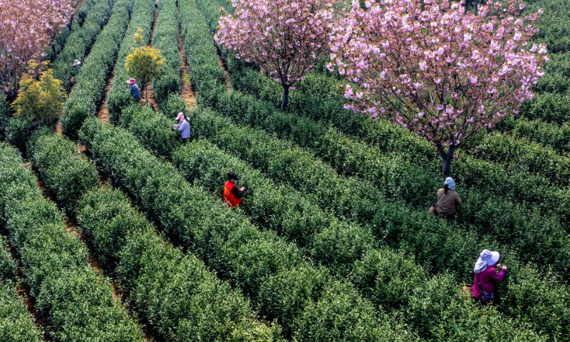 An aerial drone photo taken on April 3, 2025 shows farmers picking tea leaves at a tea base in Wuhu, east China's Anhui Province. Farmers were busy harvesting tea leaves shortly before the Qingming Festival to produce the Mingqian (literally