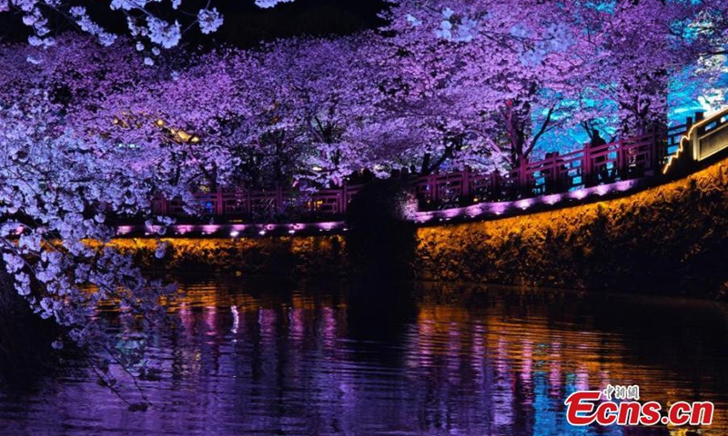 Breathtaking night scenery of cherry blossoms at the Yuantouzhu (Turtle Head Isle) scenic spot in Wuxi, east China's Jiangsu Province, March 25, 2025. (Photo: China News Service)
