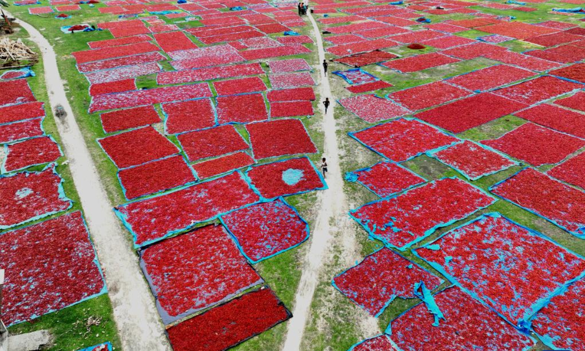 A drone photo taken on April 28, 2025 shows local farmers drying ripe chilies in Panchagarh, Bangladesh. Located in the far north of Bangladesh, Panchagarh district's favorable cool climate and fertile soil make it suitable for chili cultivation. Lately, farmers have been busy harvesting mature chilies and laying them out on large plastic sheets to dry in the open air. Photo:Xinhua