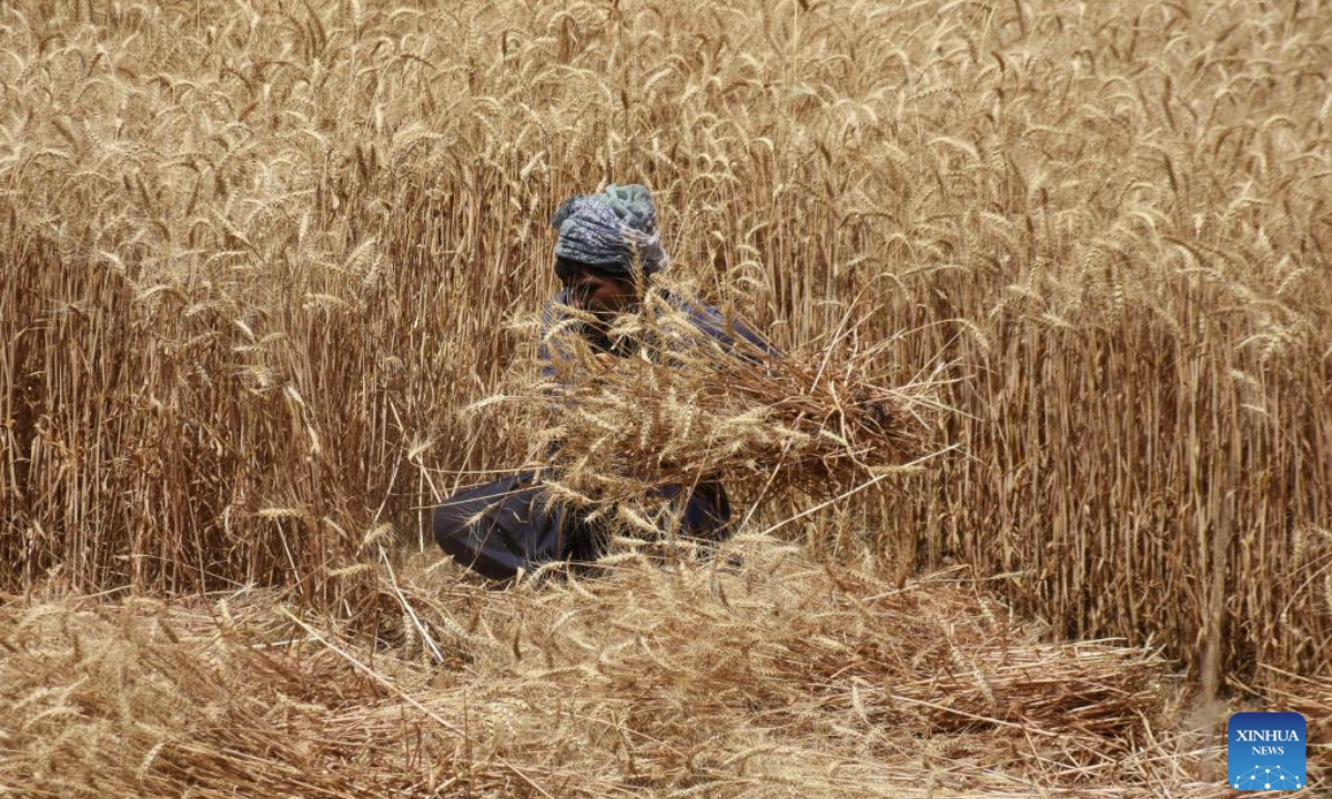 A farmer harvests wheat at a field in Lahore, Pakistan on April 26, 2025. (Photo by Sajjad/Xinhua)