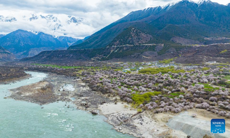 An aerial drone photo taken on April 4, 2025 shows a view of peach blossoms in Nyingchi, southwest China's Xizang Autonomous Region. As the weather warms up, peach blossoms in Nyingchi are in full bloom, attracting numerous tourists. (Xinhua/Tenzin Nyida)
