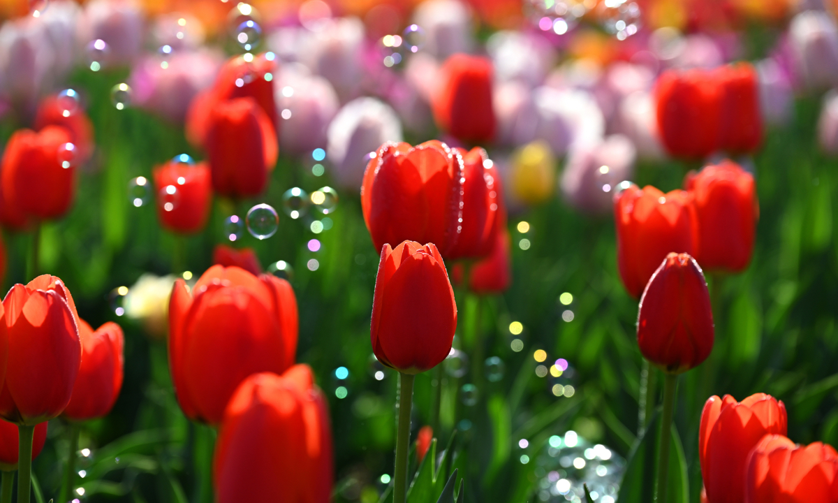 Tulips bloom at the China National Botanical Garden on April 10, 2025, marking the peak of the viewing season. Photo: VCG