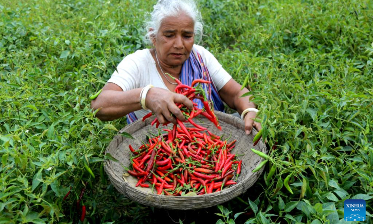 A local farmer shows ripe chilies in Panchagarh, Bangladesh, on April 28, 2025. Located in the far north of Bangladesh, Panchagarh district's favorable cool climate and fertile soil make it suitable for chili cultivation. Lately, farmers have been busy harvesting mature chilies and laying them out on large plastic sheets to dry in the open air. Photo:Xinhua