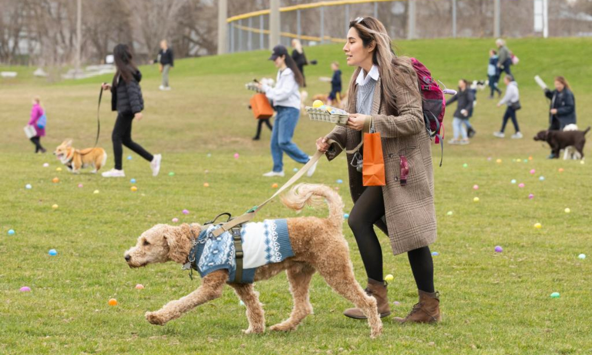 A pet dog searches for eggs with its owner during the 2025 Easter Egg Hunt for Dogs in Hamilton, Ontario, Canada, on April 18, 2025. (Photo：Xinhua)