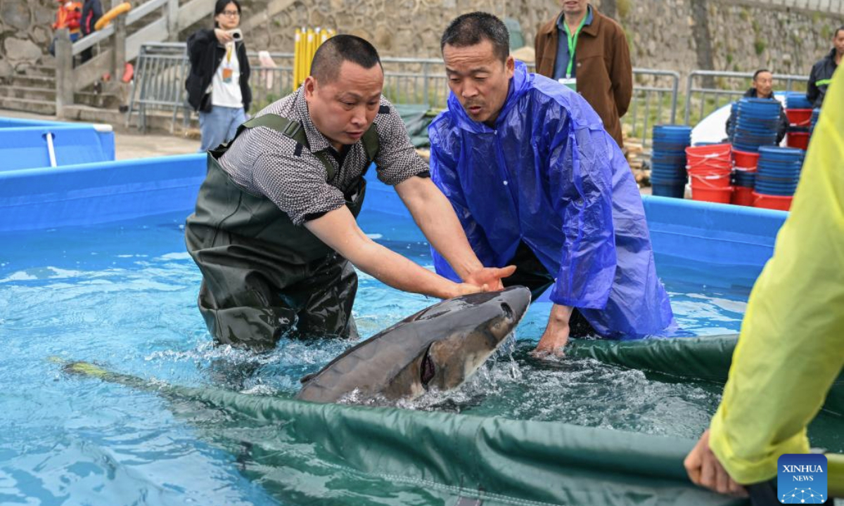 Staff members prepare to release a Chinese sturgeon in Yichang City, central China's Hubei Province, April 12, 2025. More than 20,000 second-generation Chinese sturgeons were released into the Yangtze River during a release activity here on Saturday. (Xinhua/Du Zixuan)