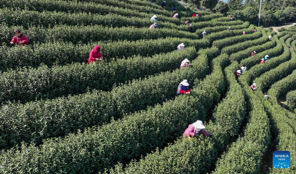 An aerial drone photo taken on March 20, 2025 shows tea farmers picking tea leaves at a farm in Daixi Town, Wuxing District of Huzhou, east China's Zhejiang Province. Harvest season of the spring tea has arrived in Zhejiang, one of the major tea-growing areas in China. Farmers are busy harvesting tea leaves ahead of the Qingming Festival to produce the Mingqian (literally pre-Qingming) tea, which are made of the very first tea sprouts in spring and considered to be of high quality. (Photo: Xinhua)