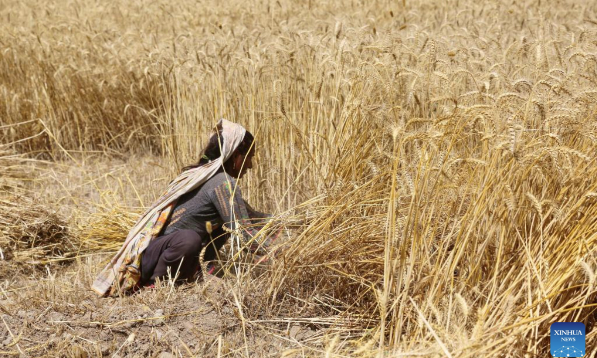 A farmer harvests wheat at a field in Multan, Pakistan on April 20, 2025. (Photo by Mansoor Abbas/Xinhua)