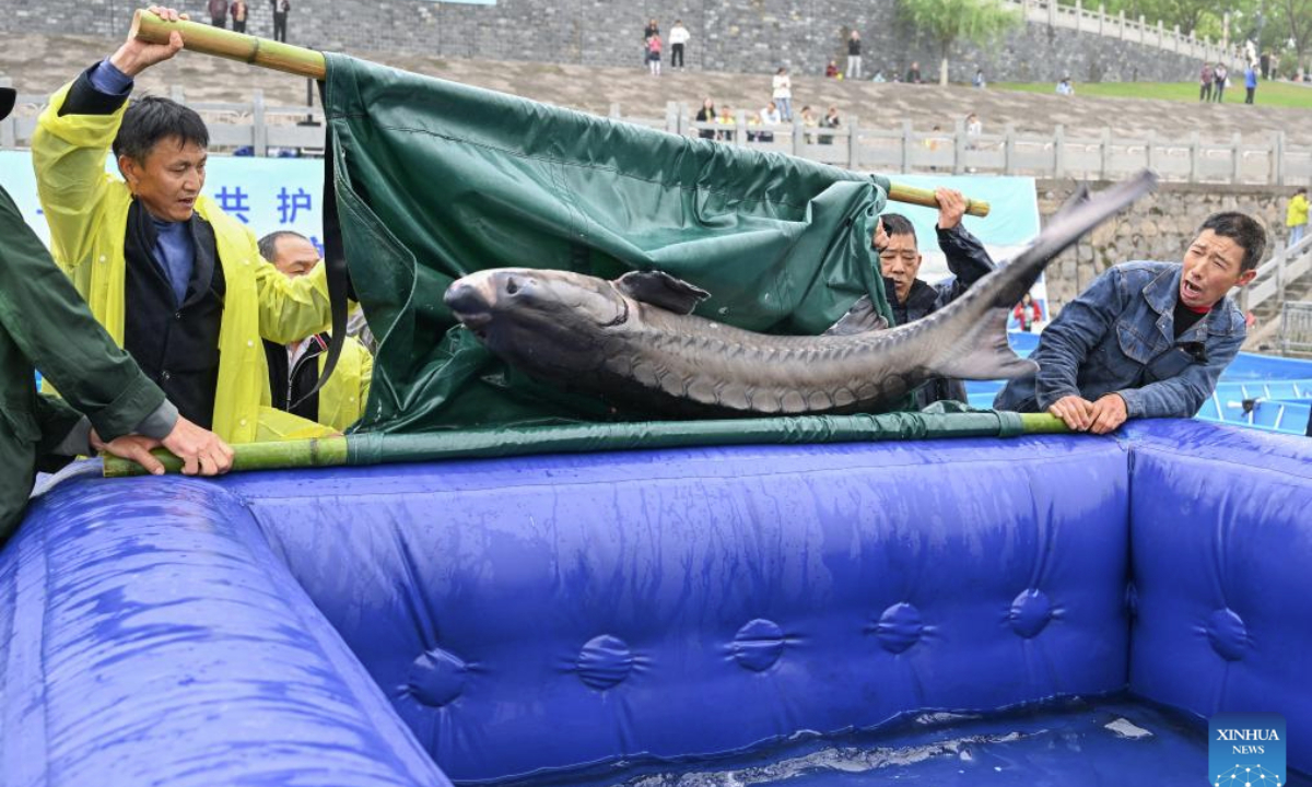 Staff members put a Chinese sturgeon into a release device in Yichang City, central China's Hubei Province, April 12, 2025. More than 20,000 second-generation Chinese sturgeons were released into the Yangtze River during a release activity here on Saturday. (Xinhua/Du Zixuan)