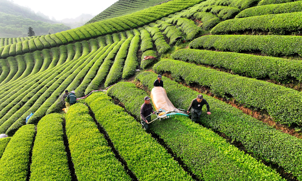 Tea farmers in Wuyi County, East China’s Zhejiang Province, harvest spring tea using picking machines on April 10, 2025.
