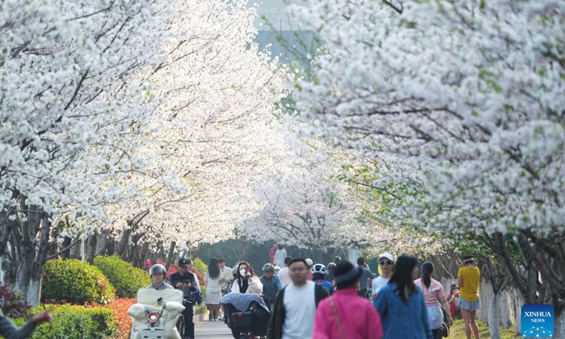 People walk under blooming cherry blossoms in Hangzhou, east China's Zhejiang Province, March 26, 2025. More than 3,000 cherry trees are in full bloom currently along Wentao Road in Binjiang District of Hangzhou, becoming a new attraction of the city. (Photo: Xinhua)