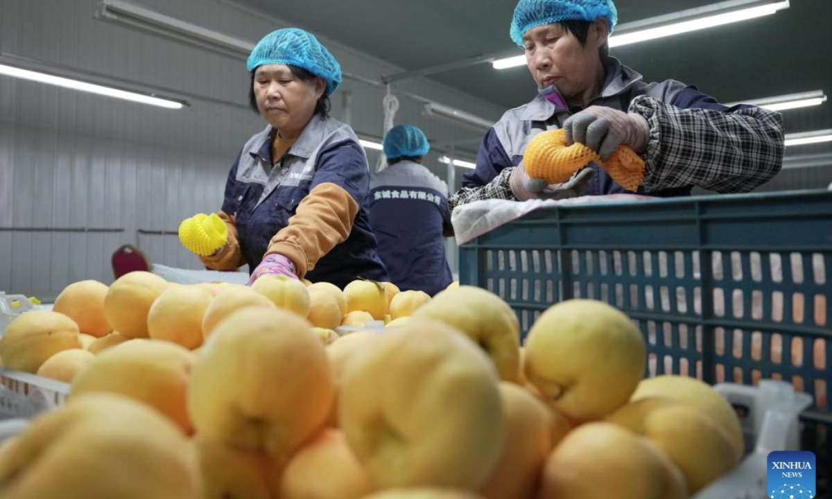 Farmer sort newly picked peaches in Changli County, north China's Hebei Province, April 26, 2025. In order to increase local farmers' income and promote rural revitalization, efforts have been made in Changli in recent years to support local farmers developing fruit planting in greenhouses. (Xinhua/Yang Shiyao)