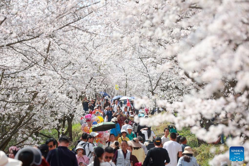 A visitor poses for selfies at a cherry garden in Gui'an New Area, southwest China's Guizhou Province, March 25, 2025. Recently, the 10,000 mu of cherry trees in Gui'an New Area have been in full bloom, attracting many tourists to come and enjoy the spring time. Gui'an New Area has integrated flower appreciation economy with characteristic agriculture, study tour and other forms of business by taking advantage of good ecological resources, an effort to promote tourism development in the surrounding areas and help increase villagers' income. (Photo: Xinhua)
