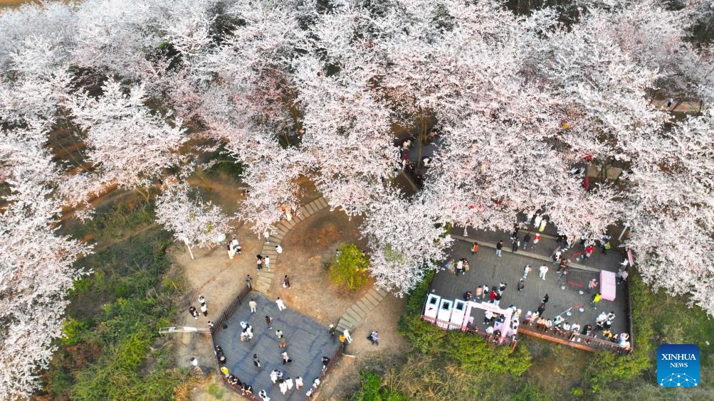 An aerial drone photo taken on March 25, 2025 shows tourists viewing cherry blossoms at a cherry garden in Gui'an New Area, southwest China's Guizhou Province. Recently, the 10,000 mu of cherry trees in Gui'an New Area have been in full bloom, attracting many tourists to come and enjoy the spring time. Gui'an New Area has integrated flower appreciation economy with characteristic agriculture, study tour and other forms of business by taking advantage of good ecological resources, an effort to promote tourism development in the surrounding areas and help increase villagers' income. (Photo: Xinhua)