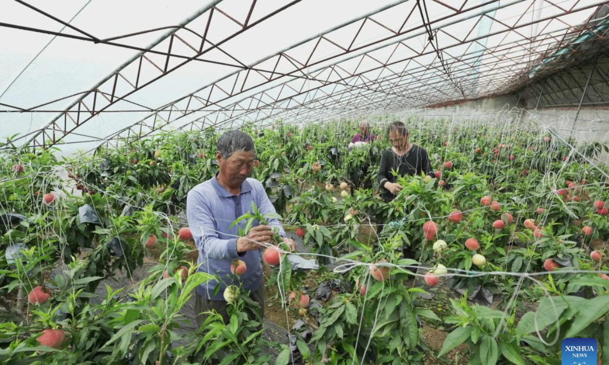 Farmers take care of peaches at a greenhouse in Changli County, north China's Hebei Province, April 26, 2025. In order to increase local farmers' income and promote rural revitalization, efforts have been made in Changli in recent years to support local farmers developing fruit planting in greenhouses. (Xinhua/Yang Shiyao)