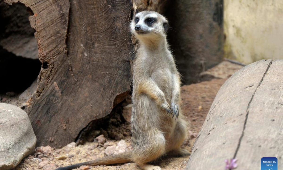 A meerkat is pictured at Dehiwala Zoological Gardens in Colombo, Sri Lanka, on March 28, 2025. Six pairs of meerkats brought to Dehiwala Zoo of Sri Lanka from the United Arab Emirates (UAE) have been put on public display at Dehiwala Zoological Gardens in Colombo on Friday. (Photo by Gayan Sameera/Xinhua)