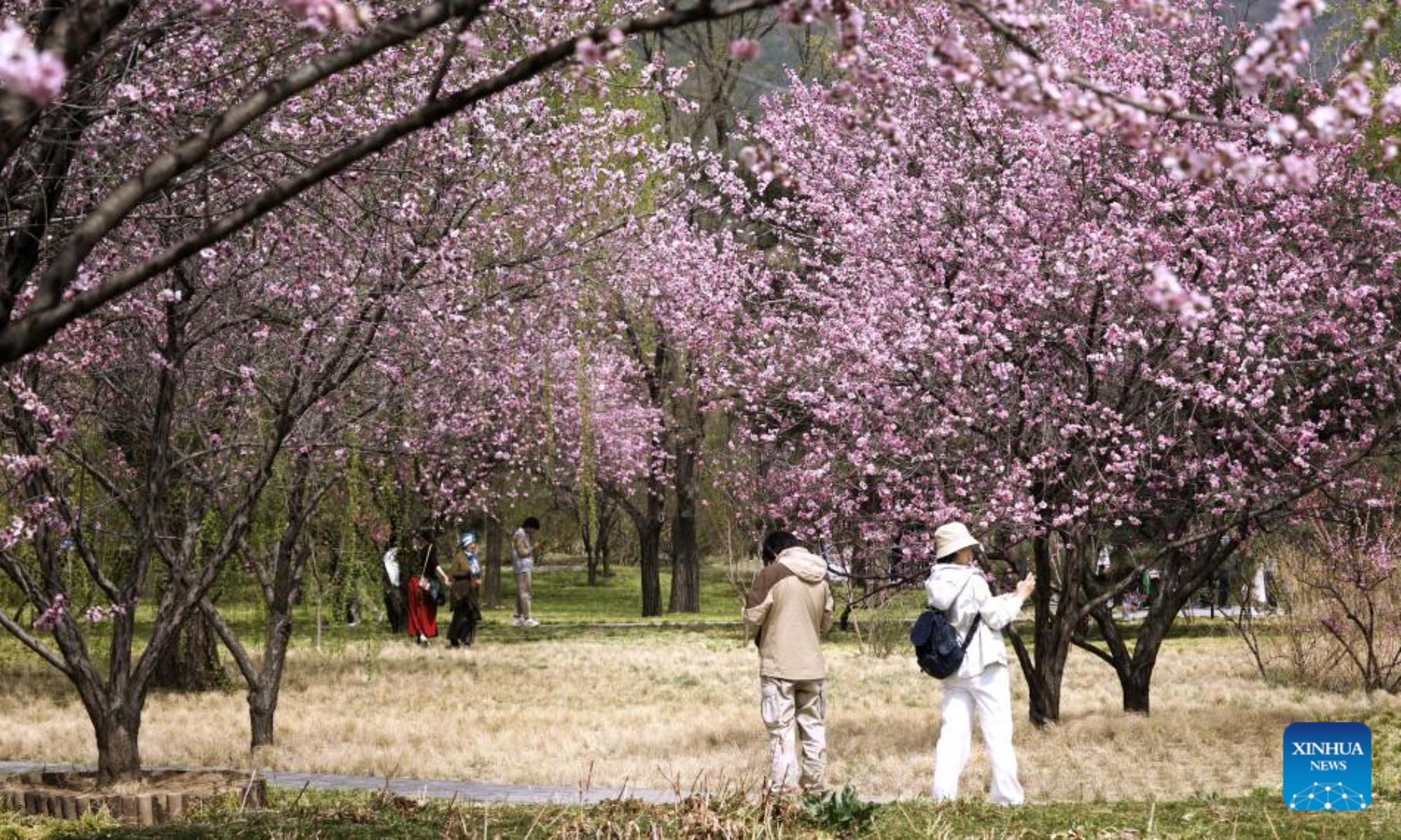 Tourists enjoy the spring view at China National Botanical Garden in Beijing, capital of China, April 4, 2025. Qingming Festival, or Tomb-Sweeping Day, falls on April 4 this year. It is a traditional Chinese festival for people to pay tribute to the dead and worship their ancestors. The holiday also provides a short break for Chinese citizens as they engage in outdoor activities and sightseeing. (Xinhua/Li Xin)