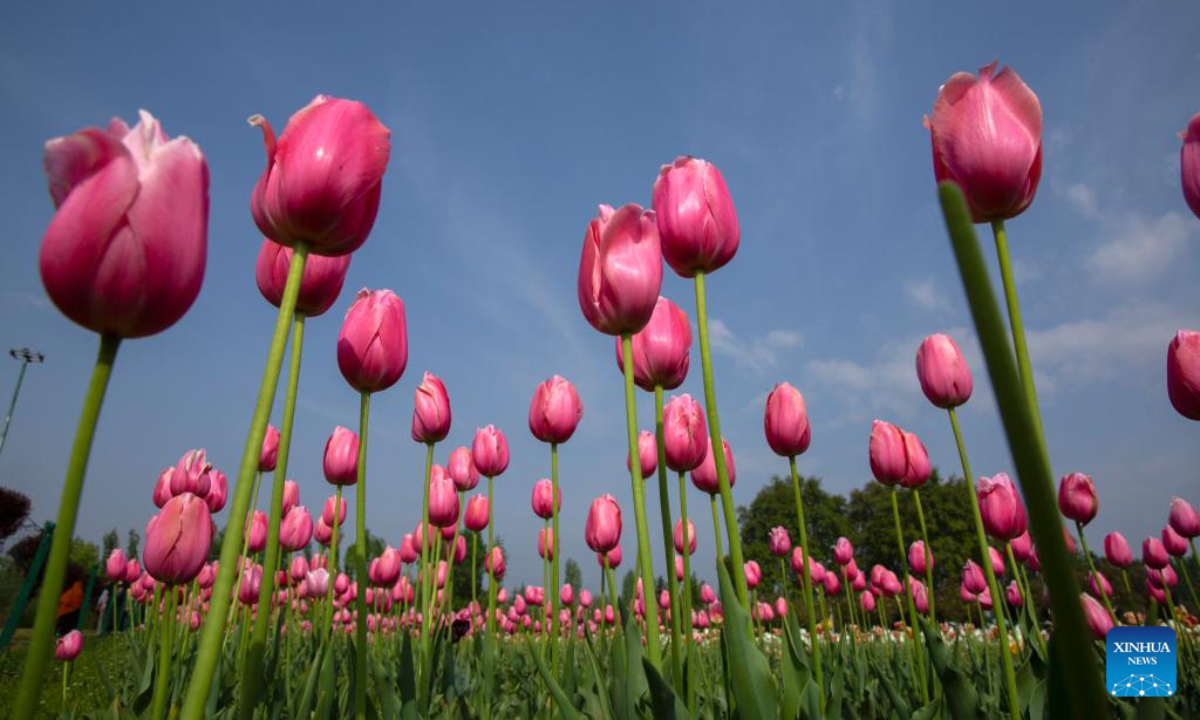 Blooming tulips are seen in a tulip garden in Srinagar city, the summer capital of Indian-controlled Kashmir, April 18, 2025. (Xinhua)