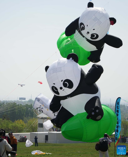 Kite fanciers fly kites at the 42nd Weifang International Kite Festival in Weifang, east China's Shandong Province, April 19, 2025. (Xinhua/Xu Suhui)