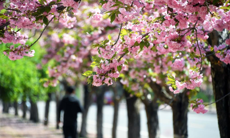 This photo shows cherry blossoms in Beijing, capital of China, April 19, 2025. (Xinhua/Ren Chao)