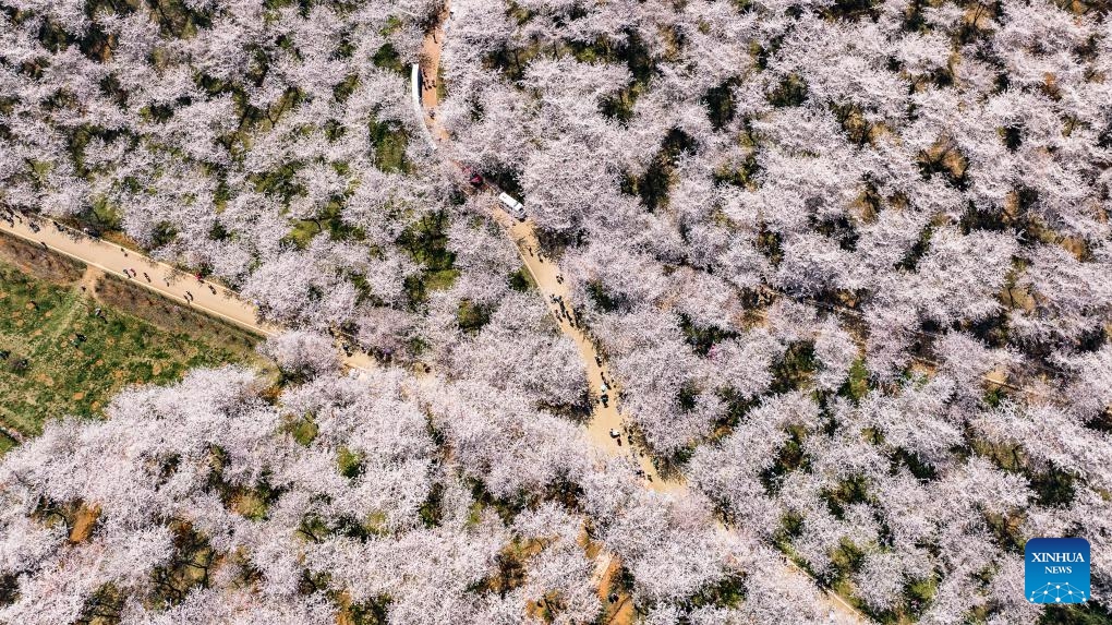 An aerial drone photo taken on March 26, 2025 shows cherry blossoms in Gui'an New Area, southwest China's Guizhou Province. (Photo: Xinhua)
