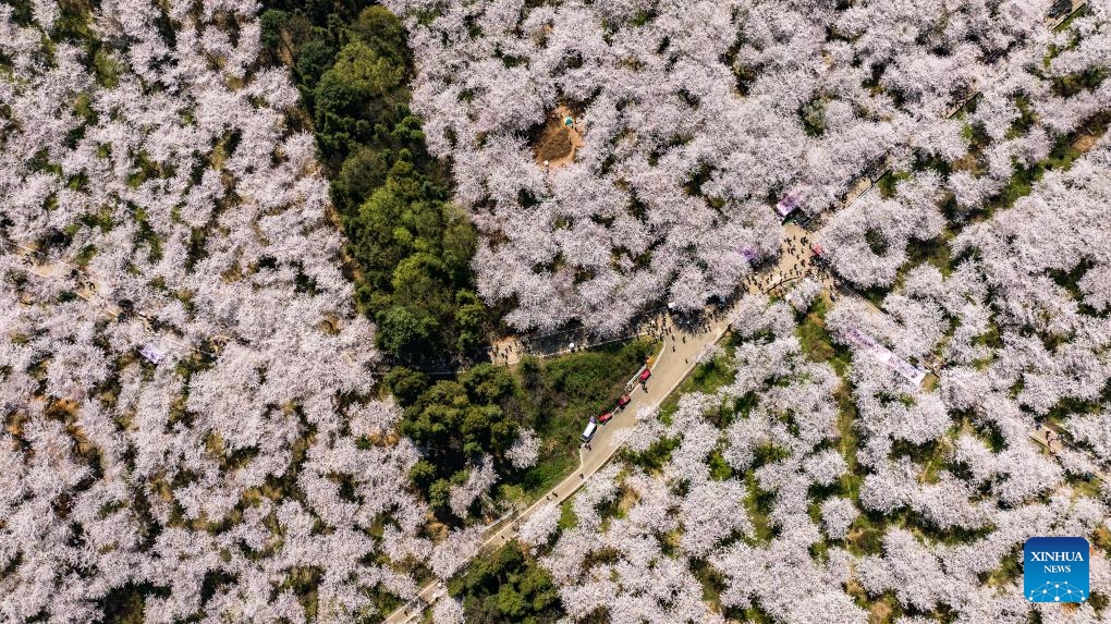 An aerial drone photo taken on March 26, 2025 shows cherry blossoms in Gui'an New Area, southwest China's Guizhou Province. (Photo: Xinhua)