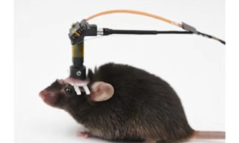 Chinese research team develops a head-mounted microscope, which only weighs 1.7 gram, for neurovascular imaging that enables the simultaneous imaging of neural and hemodynamic activities at high spatiotemporal resolution in freely behaving mice. Photo: Screenshot of media reports