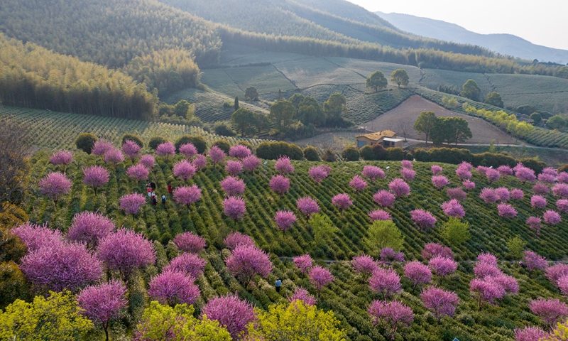 Tourists take photos between tea fields at a plantation in Taihua town, Yixing city, East China's Jiangsu Province, on March 26, 2025. Photo: VCG