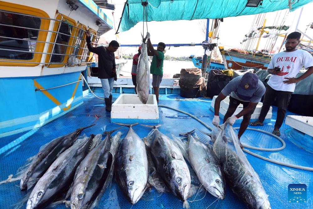 Fishermen unload tunas from a fishing trawler in Negombo, Sri Lanka, March 26, 2025. Located more than 30 kilometers north of Colombo, the capital of Sri Lanka, Negombo is famous for its fish market. Fishermen here have been maintaining a traditional lifestyle of catching, drying and selling fishes for hundreds of years, making it a major attraction of cultural tourism in Sri Lanka. (Photo: Xinhua)