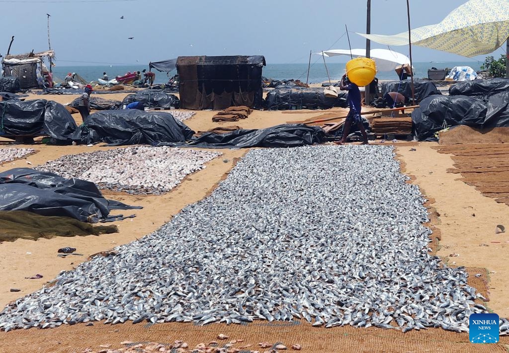 This photo taken on March 26, 2025 shows dried fishes being arranged neatly on a beach in Negombo, Sri Lanka. Located more than 30 kilometers north of Colombo, the capital of Sri Lanka, Negombo is famous for its fish market. Fishermen here have been maintaining a traditional lifestyle of catching, drying and selling fishes for hundreds of years, making it a major attraction of cultural tourism in Sri Lanka. (Photo: Xinhua)