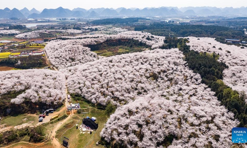 An aerial drone photo taken on March 26, 2025 shows cherry blossoms in Gui'an New Area, southwest China's Guizhou Province. (Photo: Xinhua)