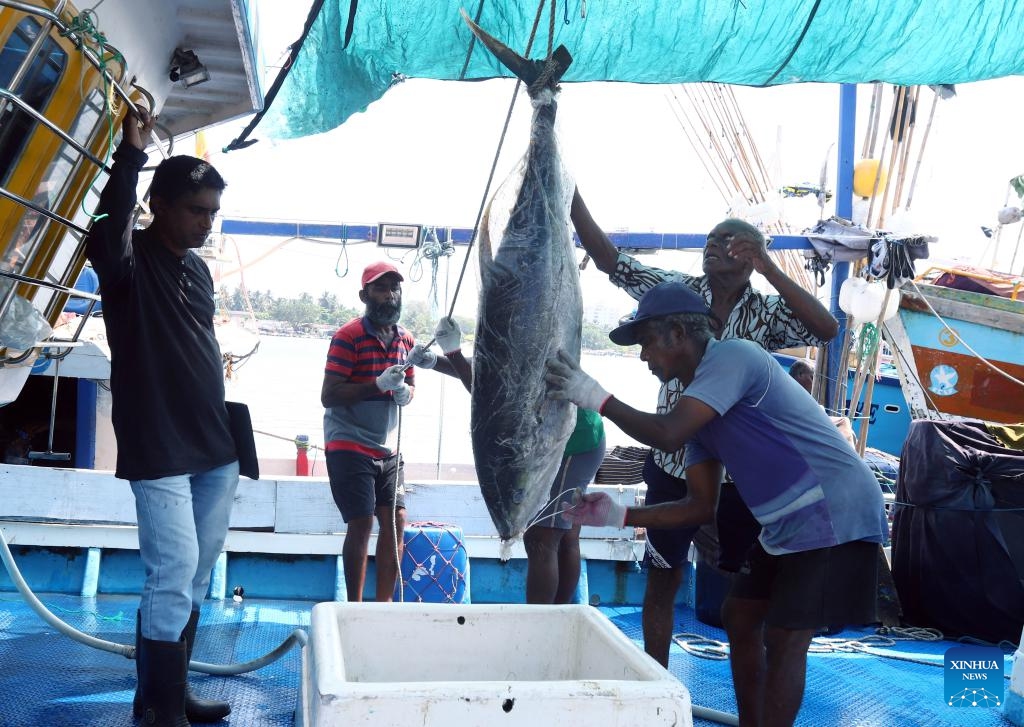 Fishermen unload a tuna from a fishing trawler in Negombo, Sri Lanka, March 26, 2025. Located more than 30 kilometers north of Colombo, the capital of Sri Lanka, Negombo is famous for its fish market. Fishermen here have been maintaining a traditional lifestyle of catching, drying and selling fishes for hundreds of years, making it a major attraction of cultural tourism in Sri Lanka. (Photo: Xinhua)