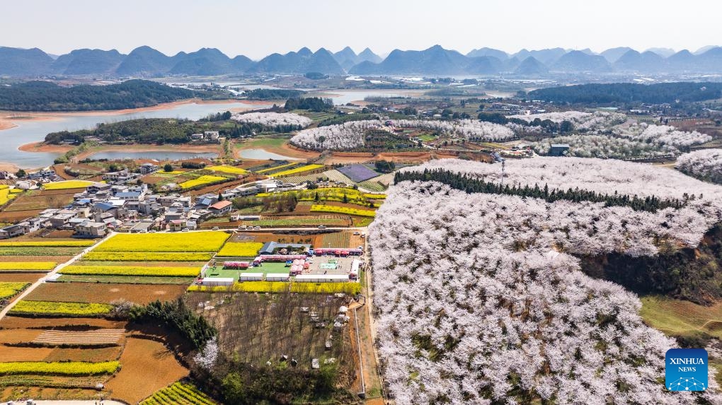 An aerial drone photo taken on March 26, 2025 shows cherry blossoms in Gui'an New Area, southwest China's Guizhou Province. (Photo: Xinhua)