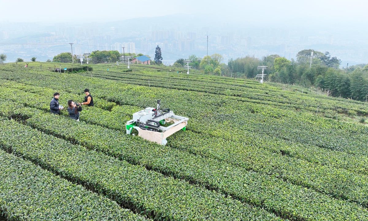 A robot picks tea leaves inside an orchard in Yongchuan, Southwest China's Chongqing Municipality on March 31, 2025. Picking tea leaves usually requires nimble manual work, but this robot can pick a tea leaf every two seconds with the quality of picking similar to that of the human hand, local media outlets reported. Photo: VCG