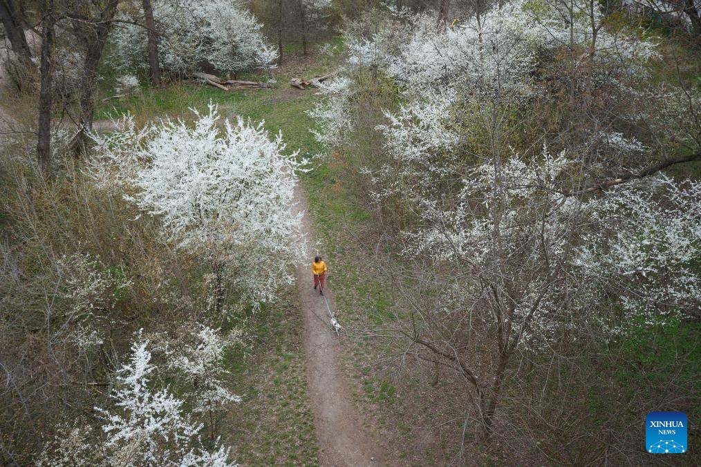 A woman walks her dog in the Ujazdowski Park in Warsaw, Poland on March 31, 2025. (Photo: Xinhua)