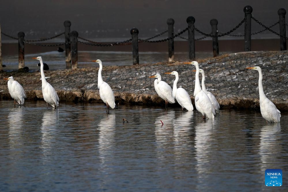 This photo taken on Jan. 1, 2025 shows egrets resting in the Fenhe River in Taiyuan City, north China's Shanxi Province. Taiyuan, with a history of over 2,500 years, is a renowned historical and cultural city in northern China. In recent years, the city has coordinated efforts to upgrade industrial structure, protect the environment and improve urban management, achieving coordinated progress in environmental restoration, economic development and people's livelihoods. (Photo: Xinhua)