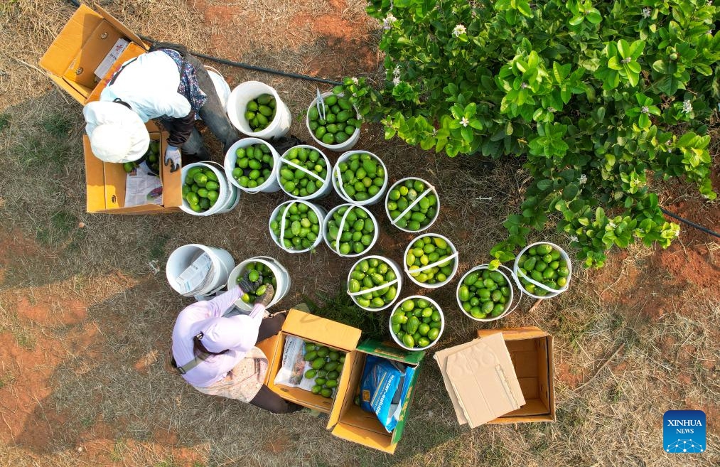 An aerial drone photo shows farmers packing freshly-picked lemons at a lemon planting base in Ruili, southwest China's Yunnan Province, March 31, 2025. Based on its unique natural advantages, Ruili has upgraded its lemon planting industry through large-scale planting, technology empowerment and the whole industrial chain. The industry also created jobs for more than 3,000 households. (Photo: Xinhua)