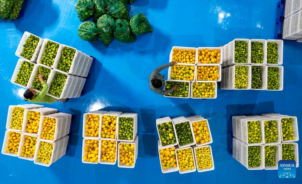 An aerial drone photo shows farmers checking lemons at a lemon processing workshop in Ruili, southwest China's Yunnan Province, March 31, 2025. Based on its unique natural advantages, Ruili has upgraded its lemon planting industry through large-scale planting, technology empowerment and the whole industrial chain. (Photo: Xinhua)