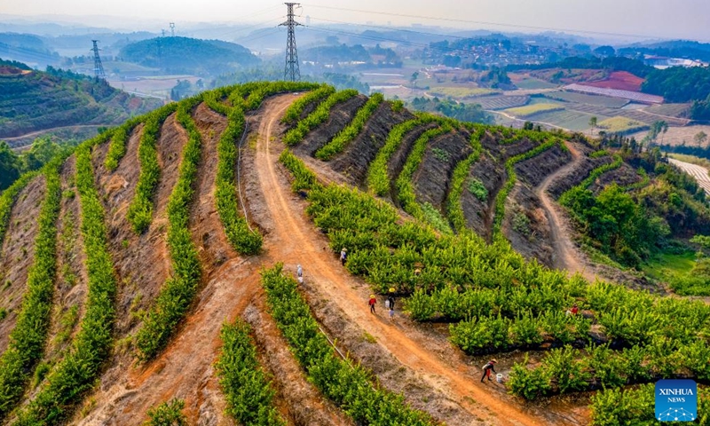 An aerial drone photo shows farmers working at a lemon planting base in Ruili, southwest China's Yunnan Province, March 31, 2025. Based on its unique natural advantages, Ruili has upgraded its lemon planting industry through large-scale planting, technology empowerment and the whole industrial chain. As of the end of 2024, the lemon planting area in Ruili had reached 28,000 mu (about 1,867 hectares) with an annual output value of 114 million yuan (about 15.7 million U.S. dollars). The industry also created jobs for more than 3,000 households. (Photo: Xinhua)