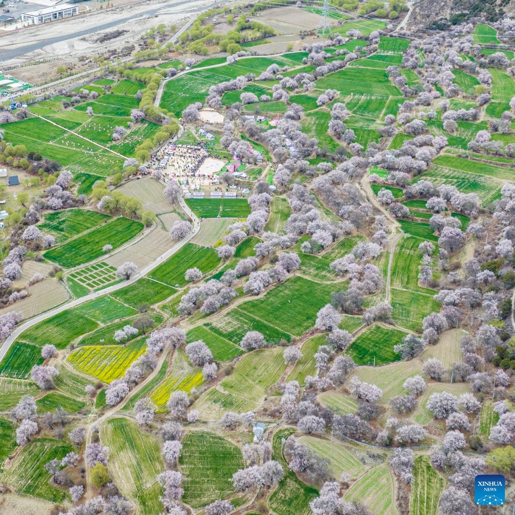 An aerial drone photo shows peach blossoms in Duodang Village of Nyingchi, southwest China's Xizang Autonomous Region, April 3, 2025. The tourism and cultural festival kicked off in Nyingchi on Thursday. More than 20 activities are scheduled to be held during the one-month event. (Photo: Xinhua)