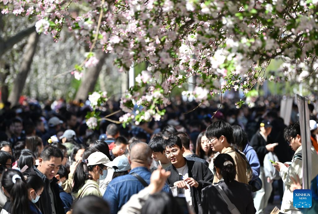 People visit the Weijin Road campus of Tianjin University in north China's Tianjin, April 5, 2025. Tianjin University held a campus open day event upon the season of crabapple blossoms, attracting numerous citizens and tourists to enjoy the view and appreciate the beauty of the campus. The Weijin Road campus of Tianjin University currently hosts over 800 flowering crabapple trees, most of which are around 40 years old. The best viewing period for the crabapple blossoms this year is expected to be in early April, lasting for about ten days.  (Photo: Xinhua)