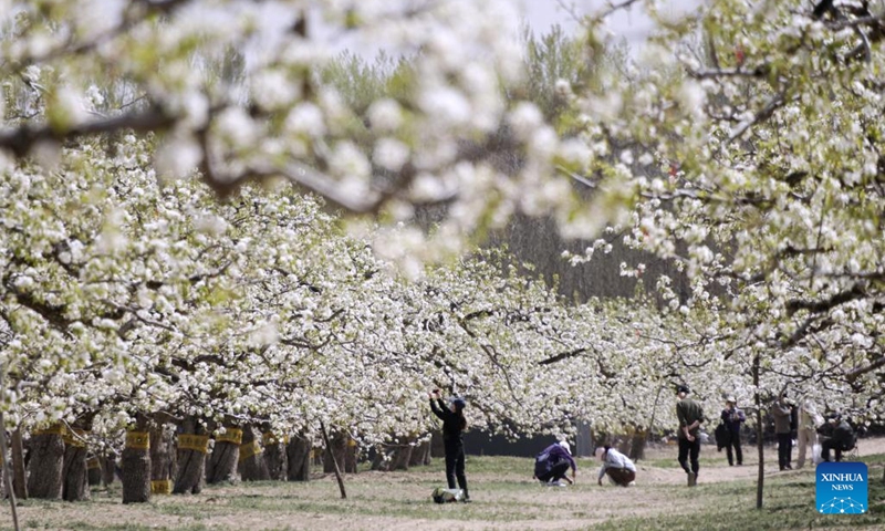 Tourists appreciate the flowers in Panggezhuang Town of Daxing District in Beijing, capital of China, April 5, 2025. Qingming Festival, or Tomb-Sweeping Day, fell on April 4 this year. It is a traditional Chinese festival during which people pay tribute to the dead and worship their ancestors. The holiday also provides a short break for China's residents to engage in outdoor activities or go sightseeing. (Photo: Xinhua)