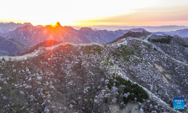 An aerial drone photo taken on April 5, 2025 shows a dawn view of the Mutianyu section of the Great Wall in Beijing, capital of China. Mutianyu and Jiankou sections of the Great Wall are popular destinations among mountain hikers and photographers. As spring comes, miles of tree blossoms add a touch of tenderness to the majestic Great Wall.   (Photo: Xinhua)