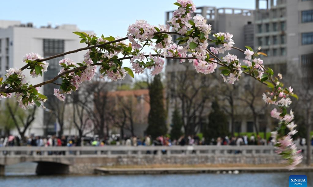 Crabapple blossoms are pictured at the Weijin Road campus of Tianjin University in north China's Tianjin, April 5, 2025. Tianjin University held a campus open day event upon the season of crabapple blossoms, attracting numerous citizens and tourists to enjoy the view and appreciate the beauty of the campus. The Weijin Road campus of Tianjin University currently hosts over 800 flowering crabapple trees, most of which are around 40 years old. The best viewing period for the crabapple blossoms this year is expected to be in early April, lasting for about ten days. (Photo: Xinhua)