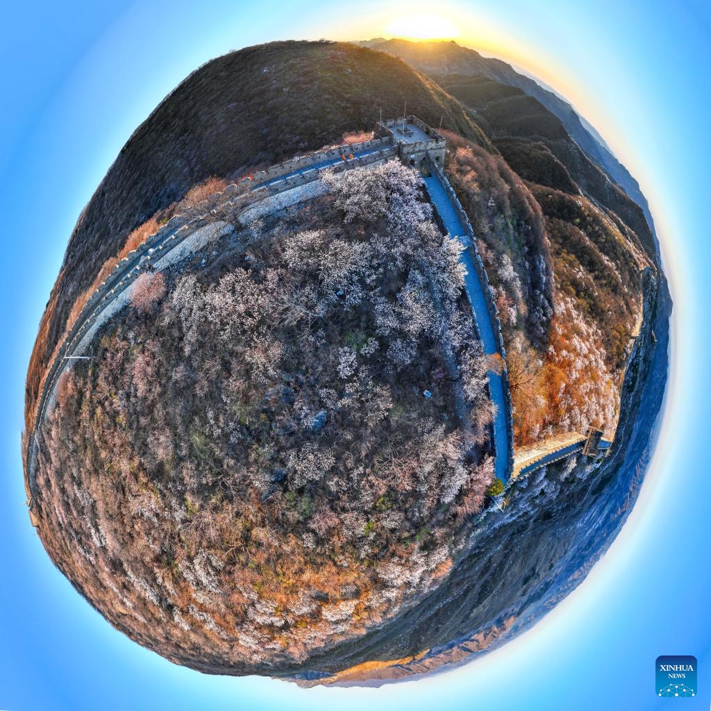 A panoramic drone photo taken on April 5, 2025 shows a dawn view of the Mutianyu section of the Great Wall in Beijing, capital of China. Mutianyu and Jiankou sections of the Great Wall are popular destinations among mountain hikers and photographers. As spring comes, miles of tree blossoms add a touch of tenderness to the majestic Great Wall.  (Photo: Xinhua)