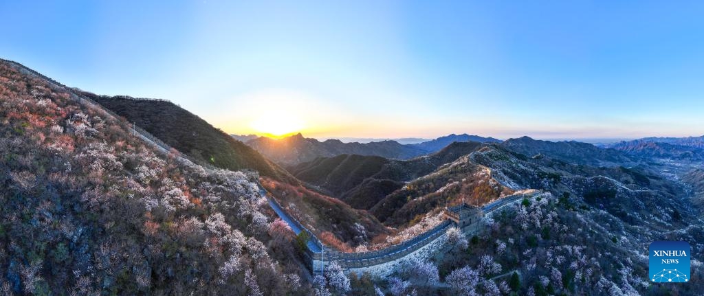 A panoramic drone photo taken on April 5, 2025 shows a dawn view of the Mutianyu section of the Great Wall in Beijing, capital of China. Mutianyu and Jiankou sections of the Great Wall are popular destinations among mountain hikers and photographers. As spring comes, miles of tree blossoms add a touch of tenderness to the majestic Great Wall.  (Photo: Xinhua)