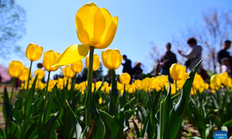 Tourists enjoy their leisure time at a botanic garden in Liaocheng City, east China's Shandong Province, April 5, 2025. Qingming Festival, or Tomb-Sweeping Day, fell on April 4 this year. It is a traditional Chinese festival during which people pay tribute to the dead and worship their ancestors. The holiday also provides a short break for China's residents to engage in outdoor activities or go sightseeing. (Photo: Xinhua)