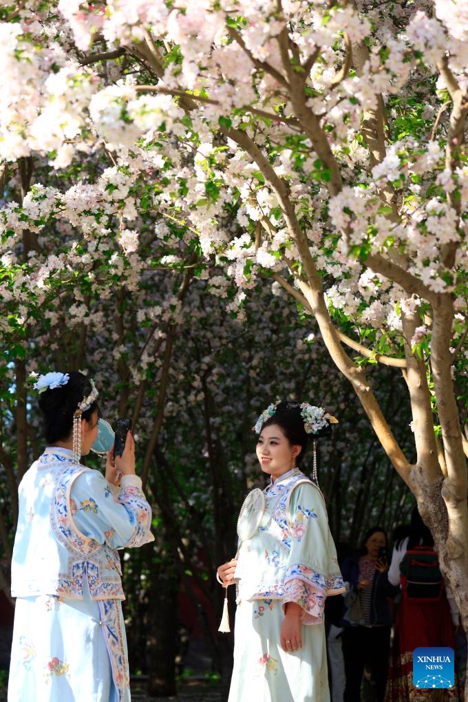 People take photos with blooming flowers in Chaoyang District of Beijing, capital of China, April 5, 2025. Qingming Festival, or Tomb-Sweeping Day, fell on April 4 this year. It is a traditional Chinese festival during which people pay tribute to the dead and worship their ancestors. The holiday also provides a short break for China's residents to engage in outdoor activities or go sightseeing. (Photo: Xinhua)