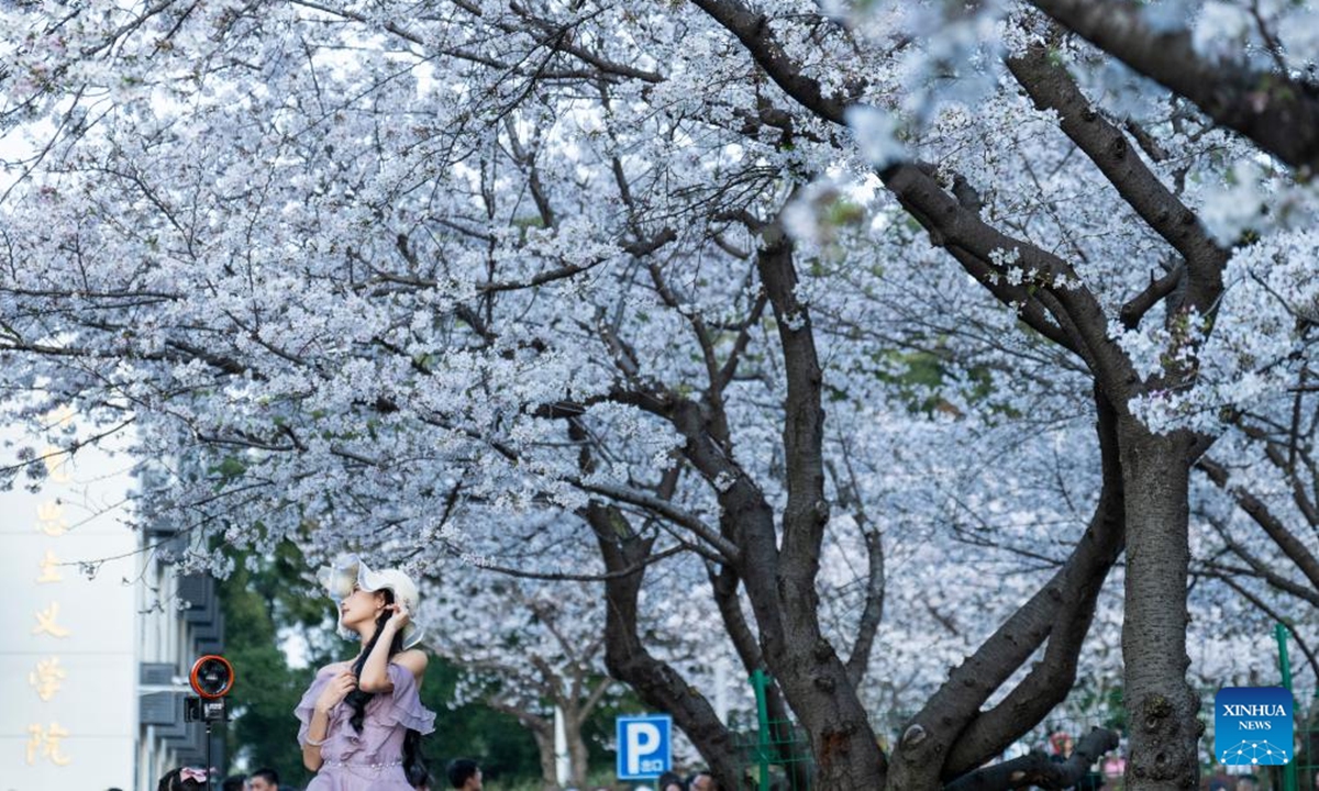A woman poses for a photo under cherry blossoms at Wuhan University in Wuhan, capital of central China's Hubei Province, March 22, 2025. (Photo: Xinhua)