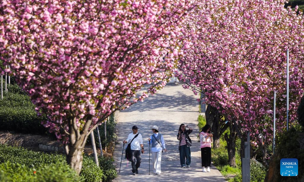 Tourists view cherry blossoms at a tea garden in Bashan Village, Fuyang District of Hangzhou City, east China's Zhejiang Province, April 6, 2025. Cherry trees in the vast tea plantations on the mountains in Baishan Village are in full bloom, which attract lots of tourists.  (Photo: Xinhua)