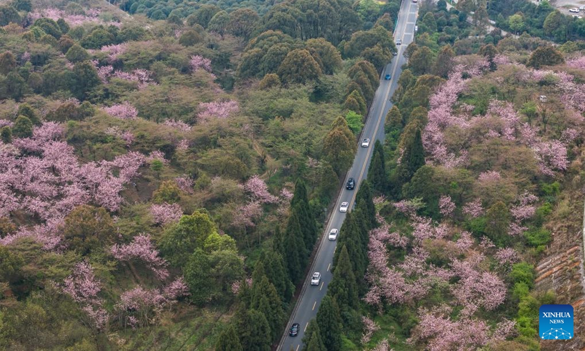An aerial drone photo taken on April 5, 2025 shows blossoms along a road in Hongfenghu Township in Qingzhen City, southwest China's Guizhou Province. (Photo: Xinhua)